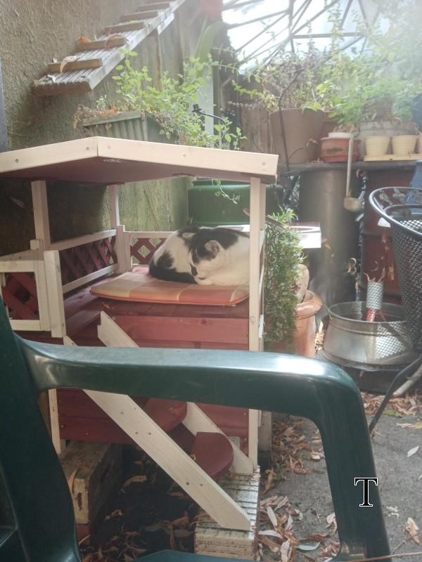 Pico(lino), der Nachbarkater, in seinem Katzenhaus